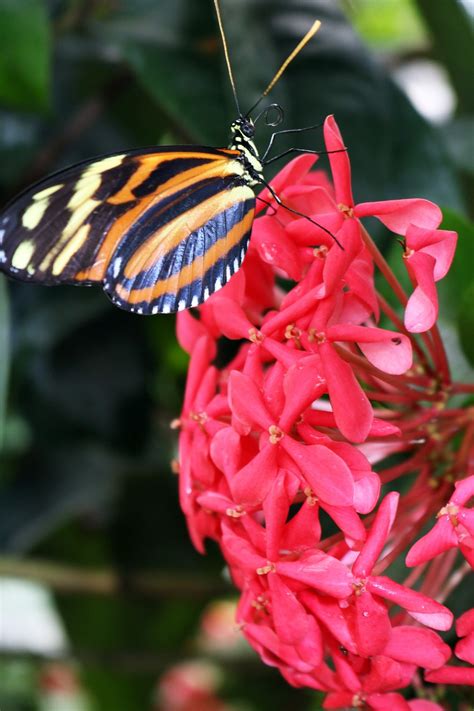 Papillon Jaune Orange Direction Photo Gratuite Sur Pixabay Pixabay