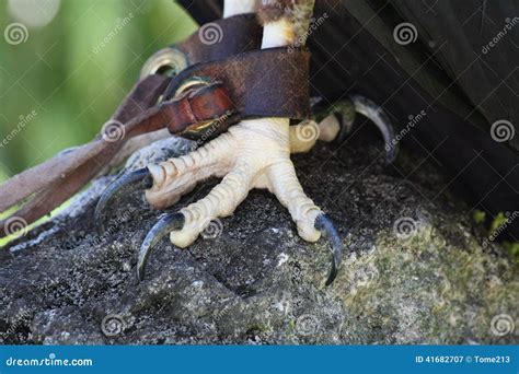 Talons Stock Image Image Of Foot Talon Nails Bird 41682707