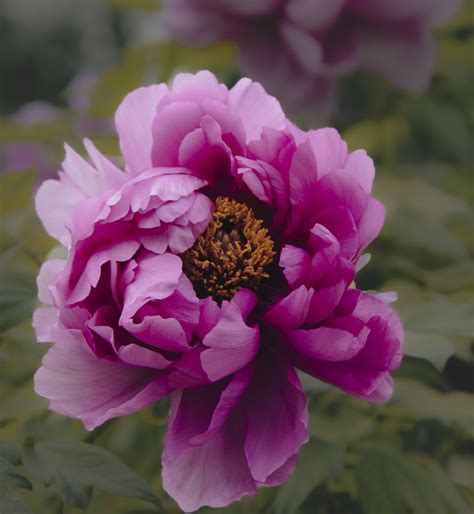 Peony Flower Plant Pink Free Photo On Pixabay Pixabay