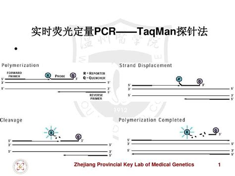 实时荧光定量pcr——taqman探针法及设计原则pptword文档在线阅读与下载无忧文档