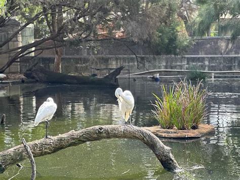 Best 4 Things to Do in Perth Zoo