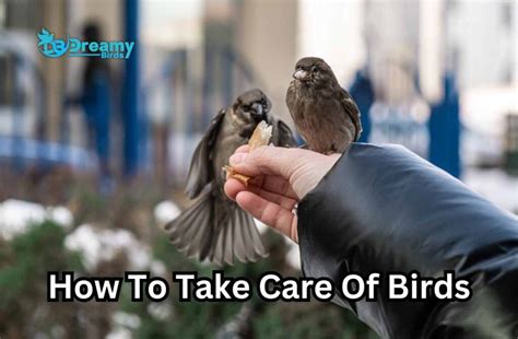 How To Take Care Of Birds In 6 Simple Steps