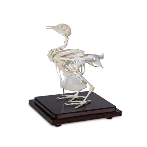 Pigeon Skeleton Dapper Cadaver Props