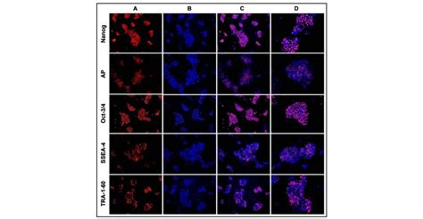 Matrigel Matrix Extracellular Matrix Corning