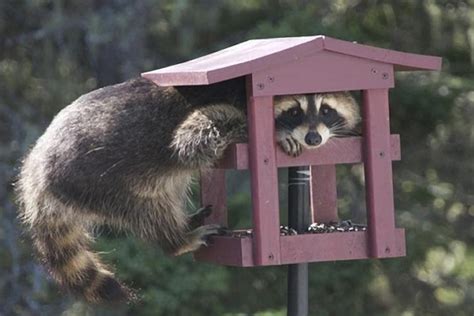 Ten Amazing, Crazy and Unusual Bird Feeders From Around the World