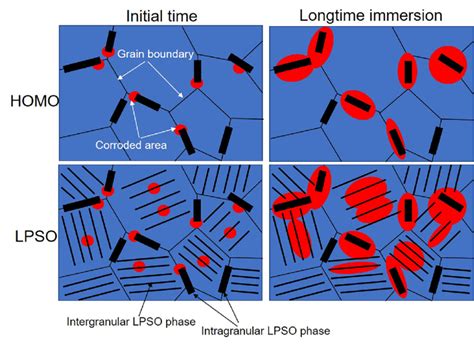 Schematic Illustration Shows Intragranular LPSO Phases Influence On