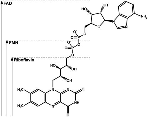 Chemical Structure Of Riboflavin Fmn And Fad With The Redox Active