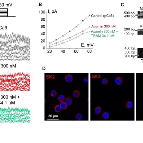 Ca 2 Dependent Potassium KCa Channels In The Plasma Membrane Of