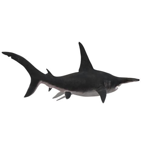 Swimming Shark Illustration 27257719 Png