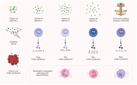 Cytokines - Rethink Biology Notes - Immunology