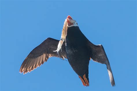 Photographing tufted puffins with bill loads at Haystack Rock – From ...