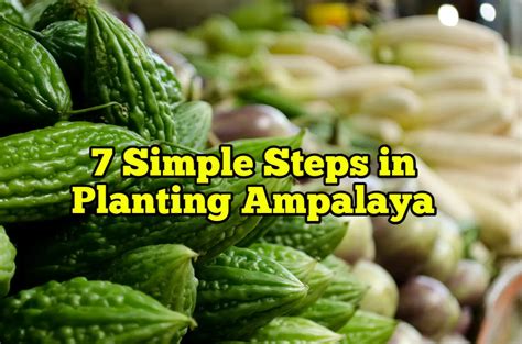 7 Simple Steps in Planting Ampalaya – Rockets Garden