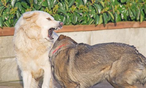 ¿bullying Entre Perros Estilo De Vida Hogar Univision