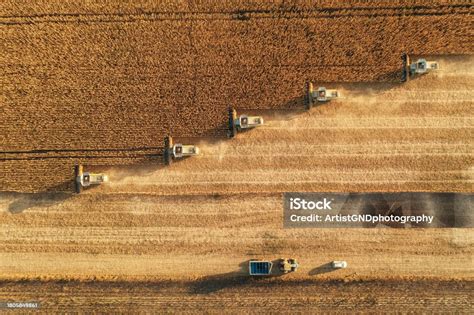 Harvesting In Agriculture Crop Field Stock Photo - Download Image Now ...