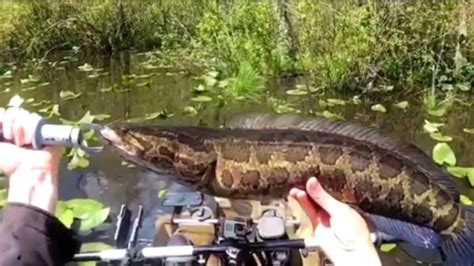 If you see one, kill it: Pesky Northern Snakehead fish spotted in Missouri | Snakehead fish ...