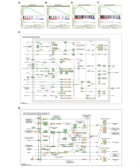 Slc39a2 Deficiency Activates Innate Immune Signaling During