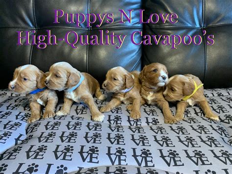Cavapoos