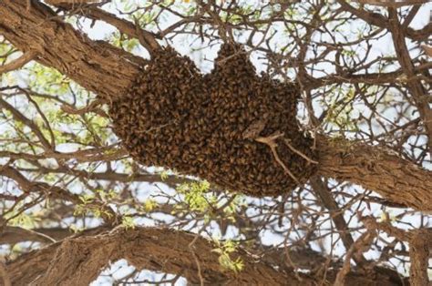 Bee Hives In Trees