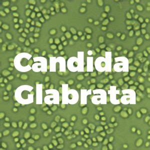 Everything You Need To Know About Candida Glabrata - YeastInfection.Org ...