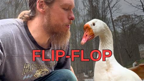 Flip Flop The Goose Is A Very Nice Bird Geese Can Be Friendly Youtube