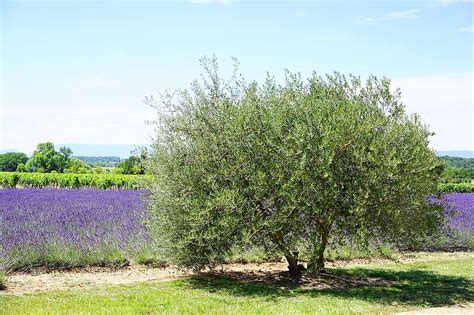 Olive Tree Tree Idyll Idyllic Lavender Lavender Field Lavender