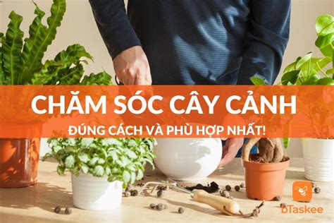 Cách Chăm Sóc Cây Cảnh Tại Nhà Đơn Giản, Cây Xanh Tốt – bTaskee