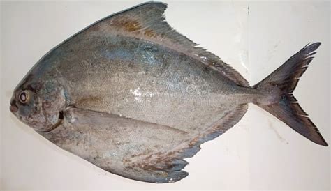 Black Pomfret Fresh Fish On The White Background Stock Image Image