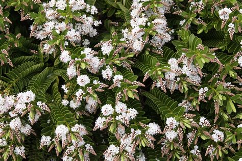Hebe 'Wiri Mist' – Maryflower