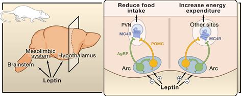 The Hormonal Control Of Food Intake Cell