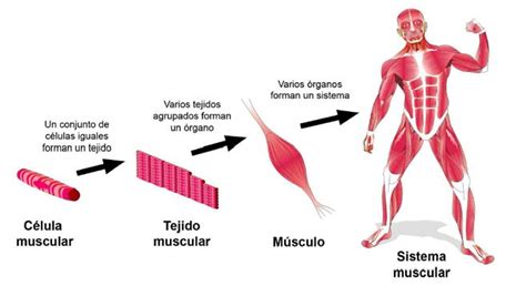 Órganos Del Sistema Muscular Cuáles Son Funciones Y Más