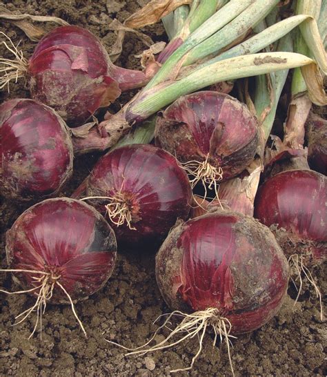 C Mo Cultivar Y Cuidar Cebollas En Macetas Y Jard N La Huerta En Casa