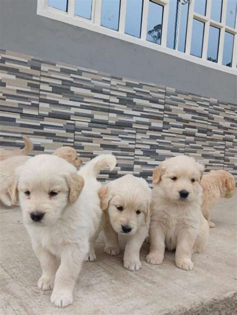 Hermosos cachorros golden retriever dorados en Bogotá Animales