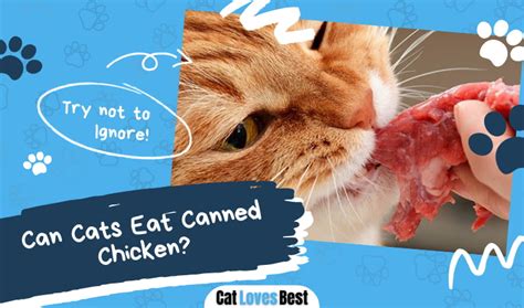 Can Cats Eat Canned Chicken Or Can They Cause Problems