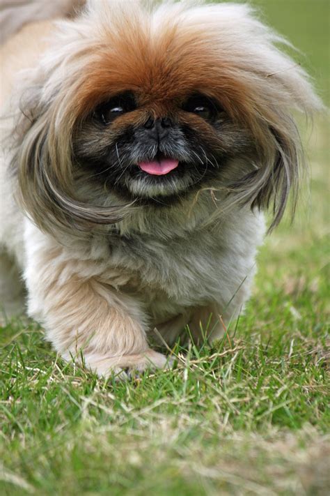 Pekingese Dog Free Stock Photo Public Domain Pictures