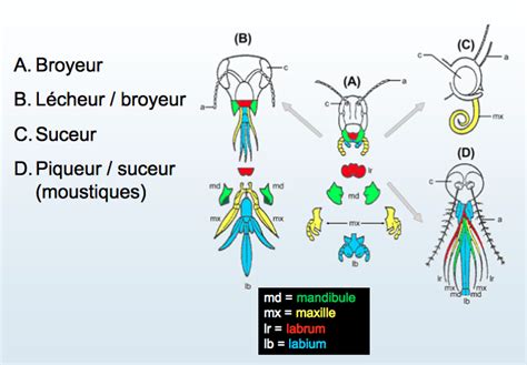 Pièces buccales des insectes synthèse générale