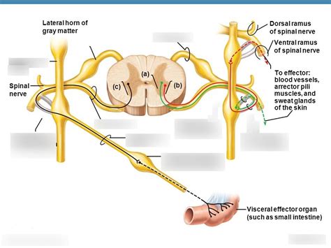 Sympathetic trunk and spinal column Diagram | Quizlet