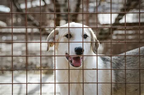 What Is a Box Wire Fence? - Fantastic Fence