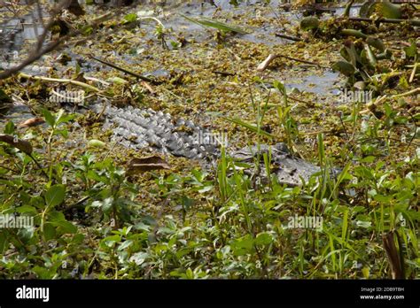 Alligator in the swamp Stock Photo - Alamy