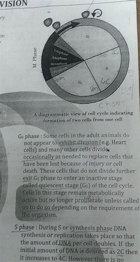 A Diagrammatic View Of Cell Cycle Indicating Formation Of Two Cells From