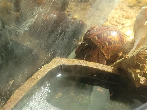 Hugo changed shells last night! : r/hermitcrabs