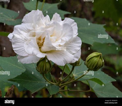 Closeup View Of Bright White Hibiscus Mutabilis Flower And Bud Aka