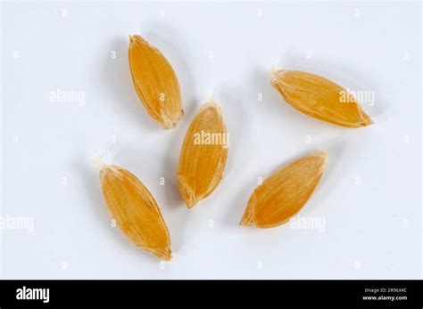 Einkorn Wheat Triticum Monococcum Stock Photo Alamy