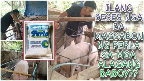 ILANG BEBES NGA BA MAGSABON NG PERLA SA MGA ALAGANG BABOY PARA MAALIS