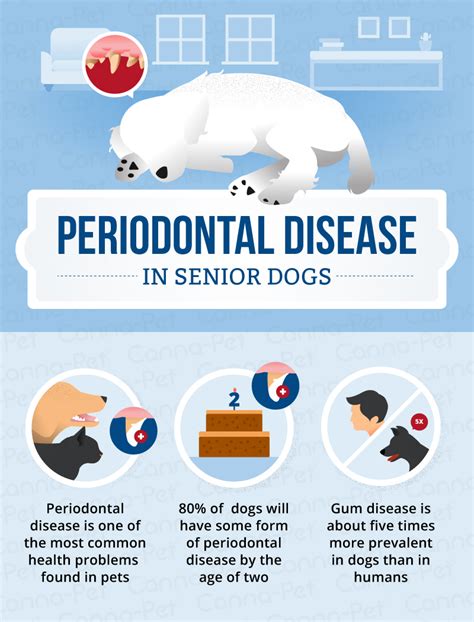 Periodontal Disease In Senior Dogs Canna Pet®