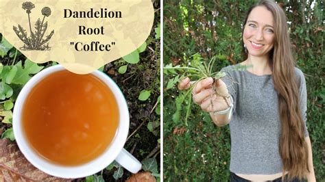 Dandelion Root Coffee Youtube