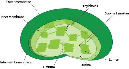 Chloroplast | Definition, Function & Parts - Video & Lesson Transcript ...