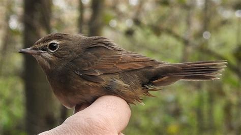 Zeldzame Vogels Gespot In Het Zwin Omroep Zeeland