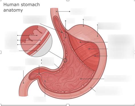 Stomach Diagram Quizlet