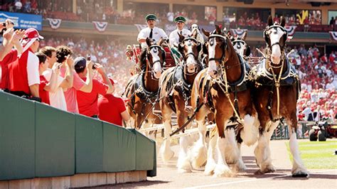 Budweiser Debuts 4 Baby Clydesdales Ahead Of The Super Bowl Photo