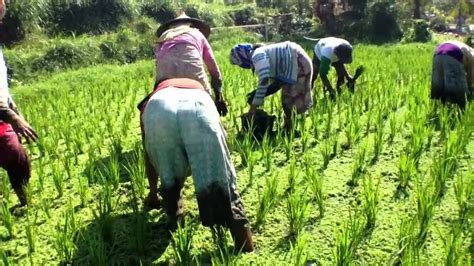 Cara Menanam Azolla Untuk Pupuk Organik Tanaman Padi Ulya Days